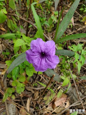 【多彩深秋】路邊的野花不要采