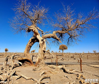 蒼天般的阿拉善之五怪樹(shù)林