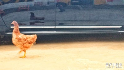 照鏡子的雞
