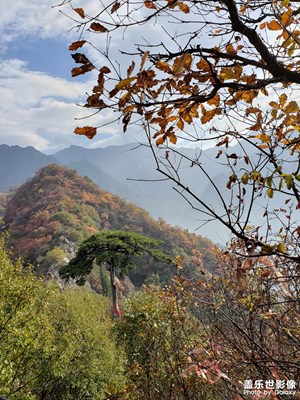 翠華山的楓葉，紅了