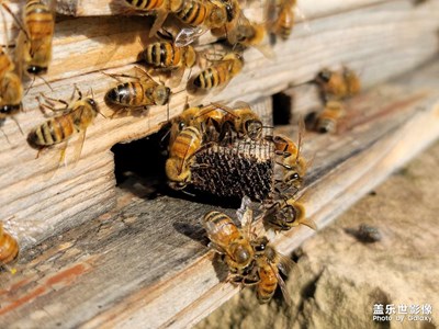 山里勤勞的精靈