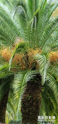 秋天不回來，鐵樹依然在