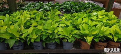 顏色鮮亮的綠蘿