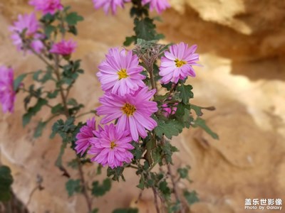 【花花世界】+葉與花