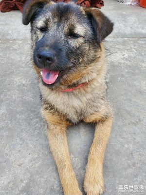 【身邊的美好】+小狗