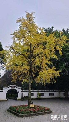 色彩+望叢祠賞銀杏