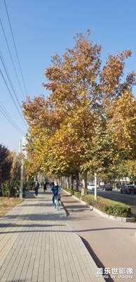 【色彩】金燦燦