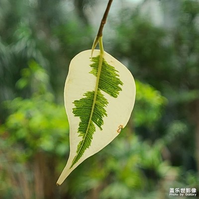 自動模式下的3.0長焦