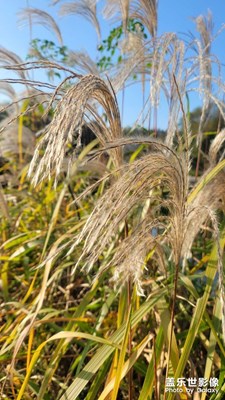 【色彩】美美噠