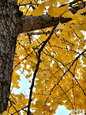 社區(qū)里的銀杏