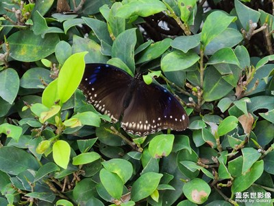 萬綠叢中。。。