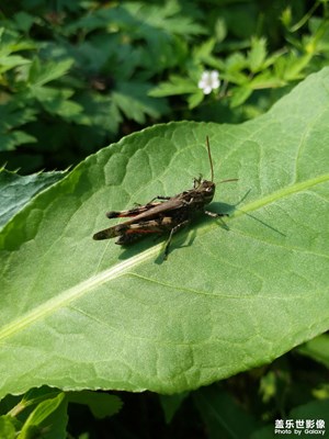 【精彩定格】+螞蚱