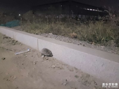 下班的耗子煨汁