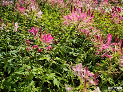 【心動(dòng)的瞬間】+ 深圳繁花似錦的街頭