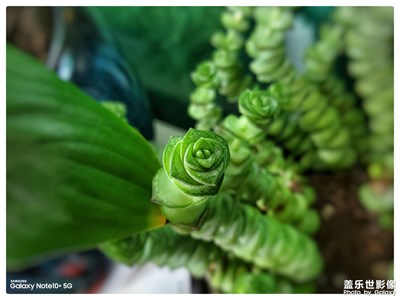 錢串兒綠，秋柿紅