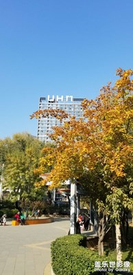 【心動的瞬間】葉黃了