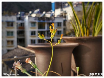 夕照驚艷開(kāi)