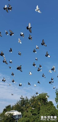 【與美好相遇】+花市印象