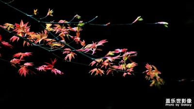 【難忘2020】+摸索中學習的拍攝歷程