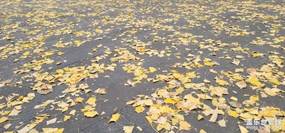 初冬最暖黃金色