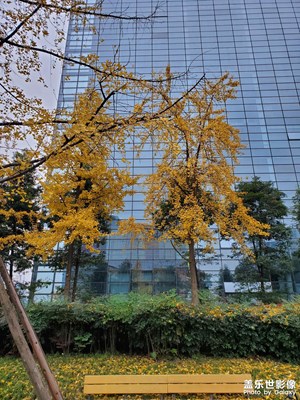 【圣誕狂歡】落葉紛紛