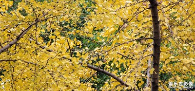 金*的忍不住的喜歡