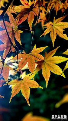 秋冬季的微觀世界