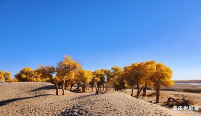 【難忘2020】+秋日胡楊