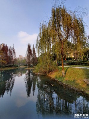 【時(shí)光】+漫步紅杉林