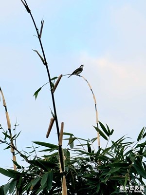 看似一幅畫，人來鳥不驚。