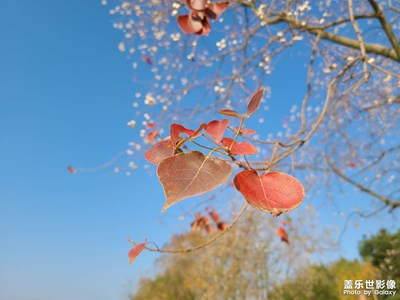 【時(shí)光】+游記