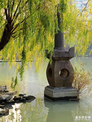 【難忘2020】梅灣情懷