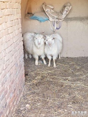 2020年我不會吃你倆