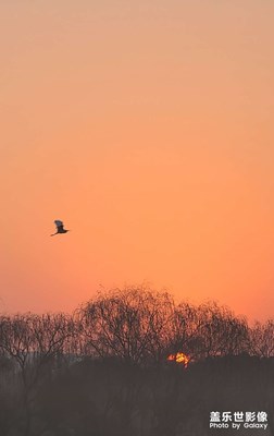 白鷺展翅迎紅日