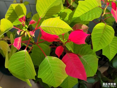 隨便照了幾張，覺得真不錯(cuò)