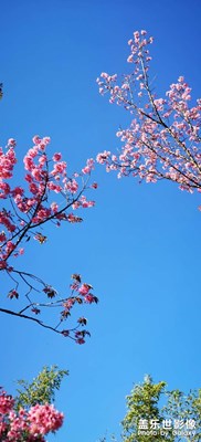 昆明的藍(lán)和花