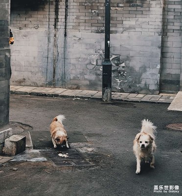 【你好2021】可愛狗狗