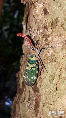 香港南丫島昆蟲(chóng)世界