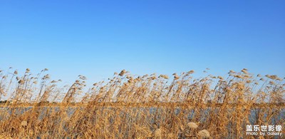 巴溪洲頭，唯美蘆葦蕩