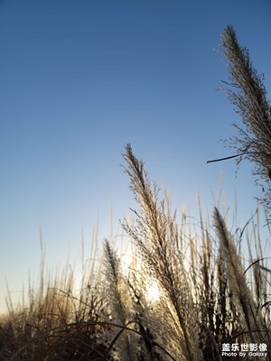 冬日陽光下的蘆葦蕩