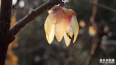 【隨拍的樂趣】+暗香浮動