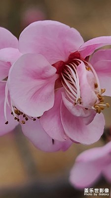 大余梅花大觀園梅花開