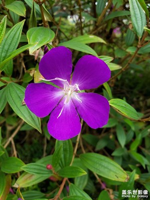 單攝即時(shí)現(xiàn)在也性能不錯(cuò)