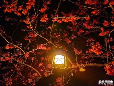 最美櫻花之韶關(guān)櫻花峪??????