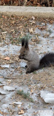 小魔王松鼠，五倍光學(xué)的鏡頭