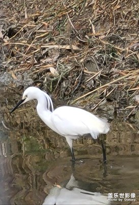 頭帶白羽飄帶的白鷺