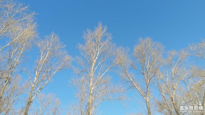 【遇見美好】+白楊