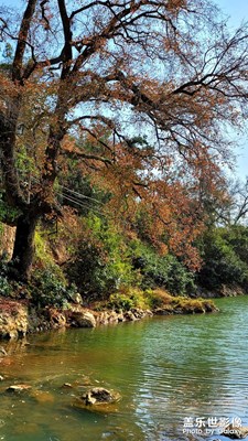 潮州市桂坑村楓葉紅了