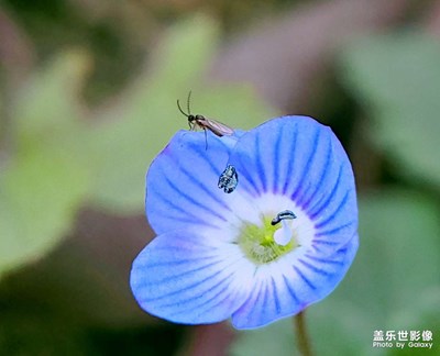 【遇見美好】+渺小的小花有魅力