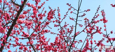 【遇見(jiàn)美好】+春日